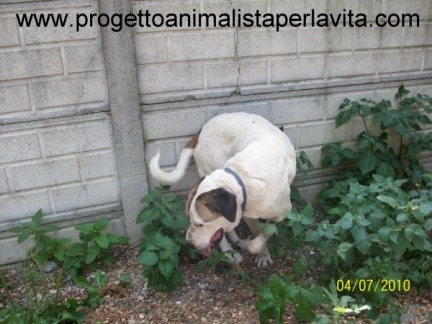 www.progettoanimalistaperlavita.com