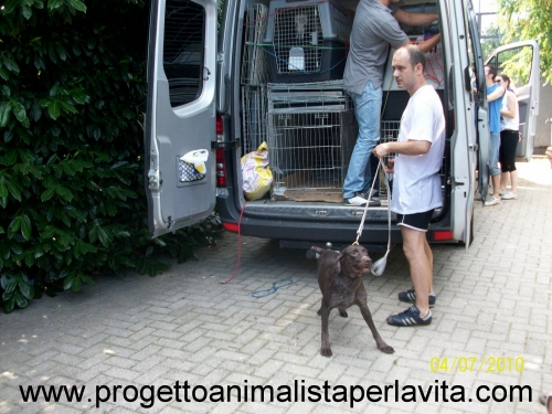 Fotogallery del 4 luglio 2010 i cani salvati da Progetto Animalista Per La Vita