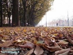 Ungaretti L Autunno I Soldati