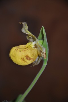 orchidea cypripedium