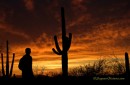 Saguaro: cactus gigante