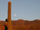 cactus giganti del deserto