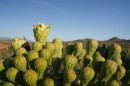 cactus giganti del deserto