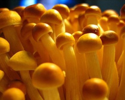 Dieta dei funghi