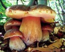 Dieta dei funghi