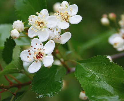 Foglie, fiori e frutti del biancopino, pianta per l'ipertensione