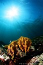 Fabio Iardino. Perché la passione per la fotografia subacquea è inversamente proporzionale ai costi di gestione?