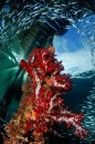 Passione per la fotografia subacquea