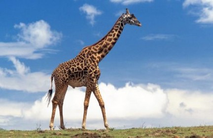 giraffa sogni