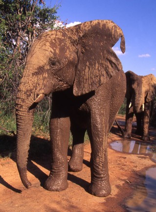 L'elefante Africano