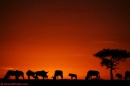 tramonto sulla savana