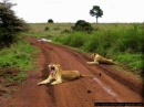leoni, fanno i re anche per strada....