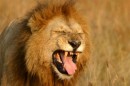 Gli animali che popolano la Savana del Kenya, incominciando dal Big Five.