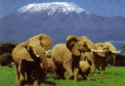 Amboseli, elefanti e Kilimanjaro: Ã¨ Kenya!
