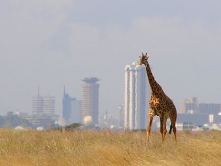 Savana e Nairobi, giraffa e grattacielo