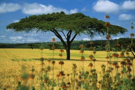 albero di acacia, unica possibilitÃ  d'ombra nel Masai Mara