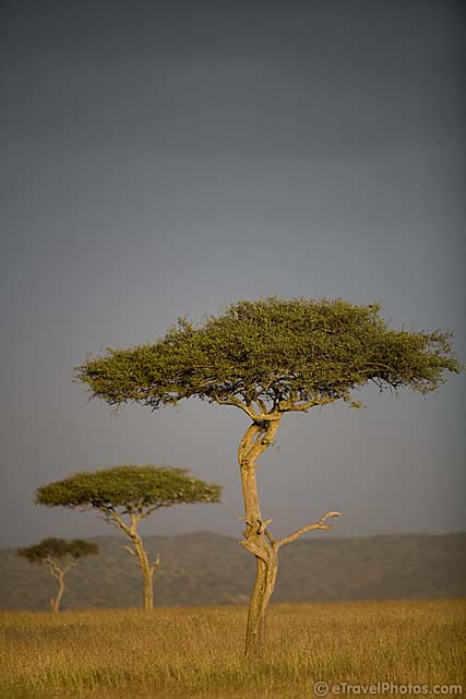 Masai Mara: alberi di acacia come sentinelle