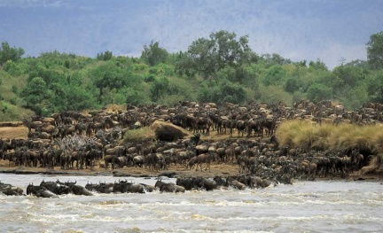 Masai Mara, life in the river