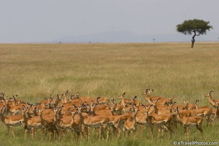 Masai Mara: ...e gli impala stanno a guardare