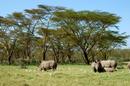 Nakuru National Park. rinoceronti al pascolo