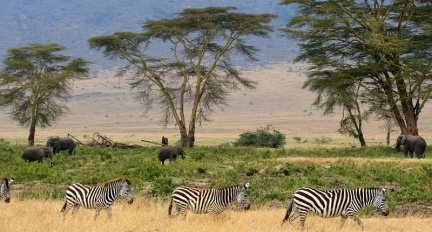 Serengeti wild life