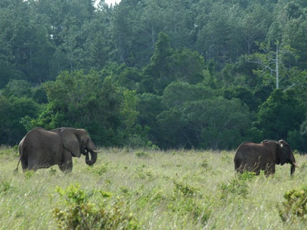 Shimba Hills: elefanti nella lussureggiante vegetazione