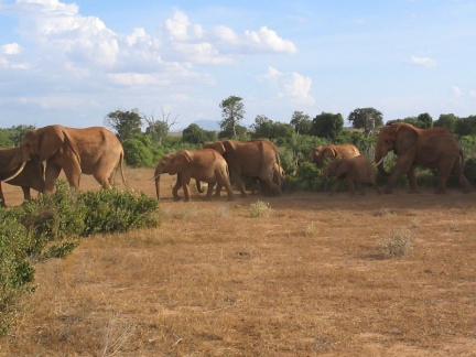 Tsavo east: gruppo di elefanti che attraversa la strada