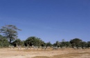 Amboseli National Park. zebre al pascolo