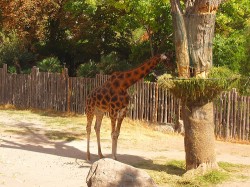 Giraffa del Bioparco