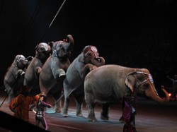 "Gli elefanti"