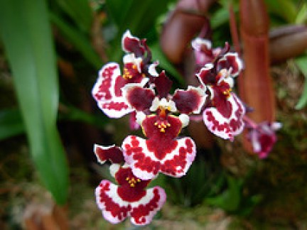 "Orchidea Tolumnia hybrid"