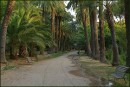 Passeggiata delle Palme a Villa Sciarra