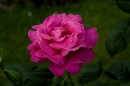 Il Roseto Comunale, splendore di rose