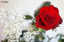 Rosa rossa per San Valentino