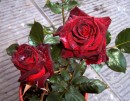 San Valentino nel rosso delle rose