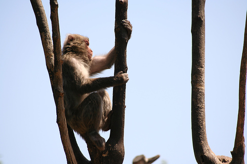 Una scimmia guarda il mondo dall'alto