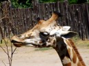 La dolcezza del volto di una giraffa