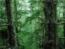 Foto di boschi e foreste