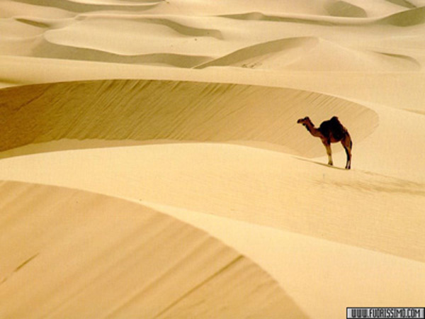 immagini di cammelli