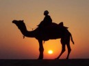 immagini di cammelli