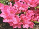 Immagini di azalee fiorite
