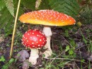 Foto di funghi