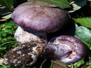 Foto di funghi