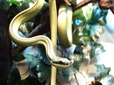 Immagini di serpenti verdi, immagini di serpenti nei sogni