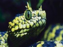 Immagini di serpenti verdi, immagini di serpenti nei sogni