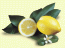 Limoni e pompelmi