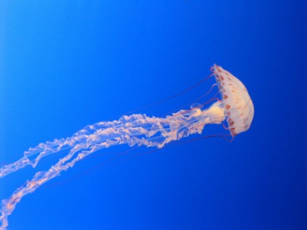 Immagini di meduse