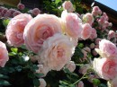 Immagini di rose