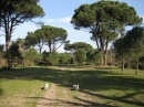 Parco di San Rossore