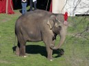 Water for elephants: foto dal set, gennaio